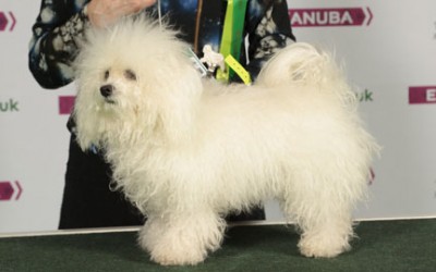 Crufts 2015