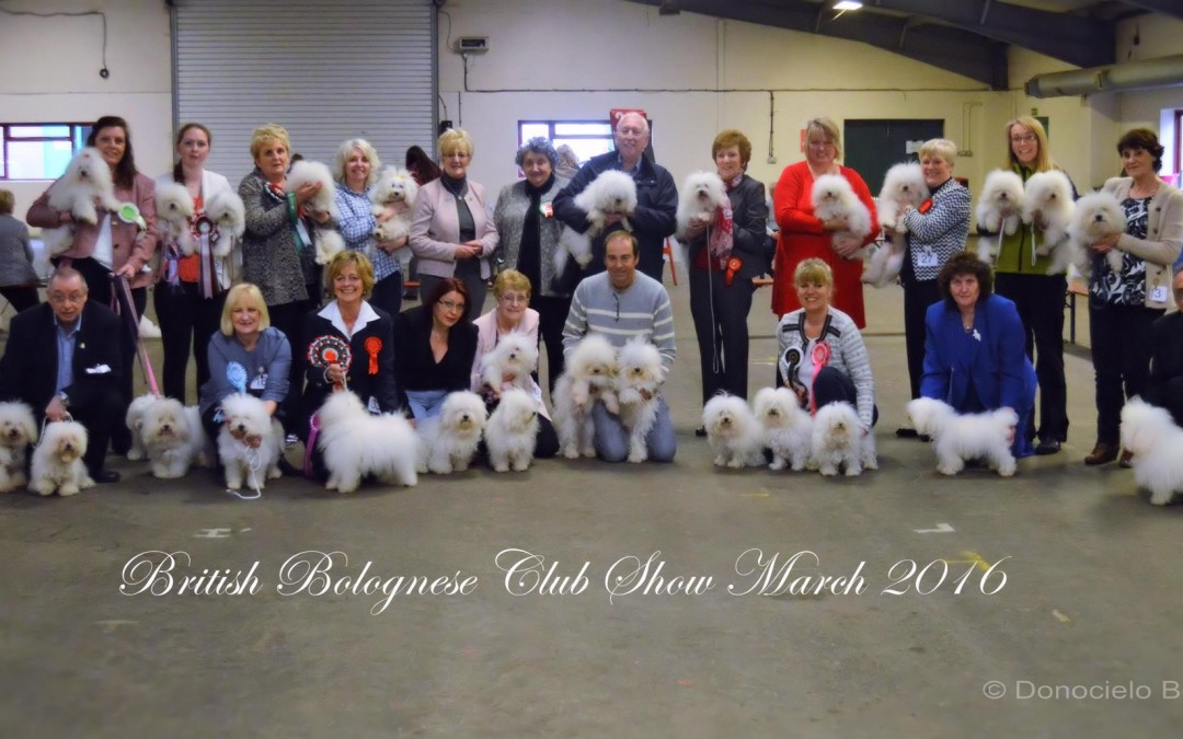 British Bolognese Club show March 2016