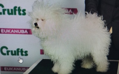 Crufts 2019 Results and Judge’s Critique