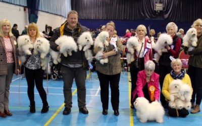 Sutton Coldfield & District Canine Association Open Show Saturday 23rd February 2019 – Judge’s Critique