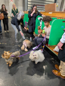 CRUFTS 2026 6