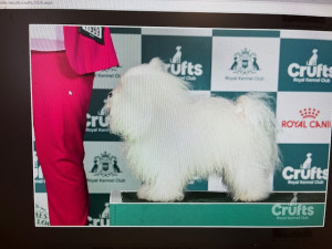 crufts 2026