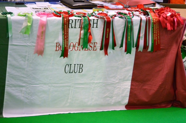 British Bolognese Club Show 31st August 2018