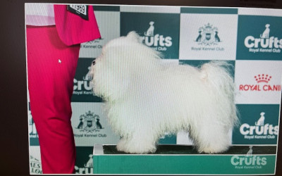Crufts 2026